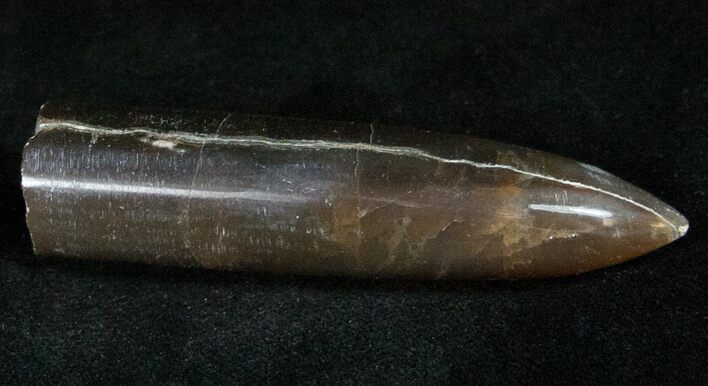 Agatized Belemnite Fossil - Polished #13596